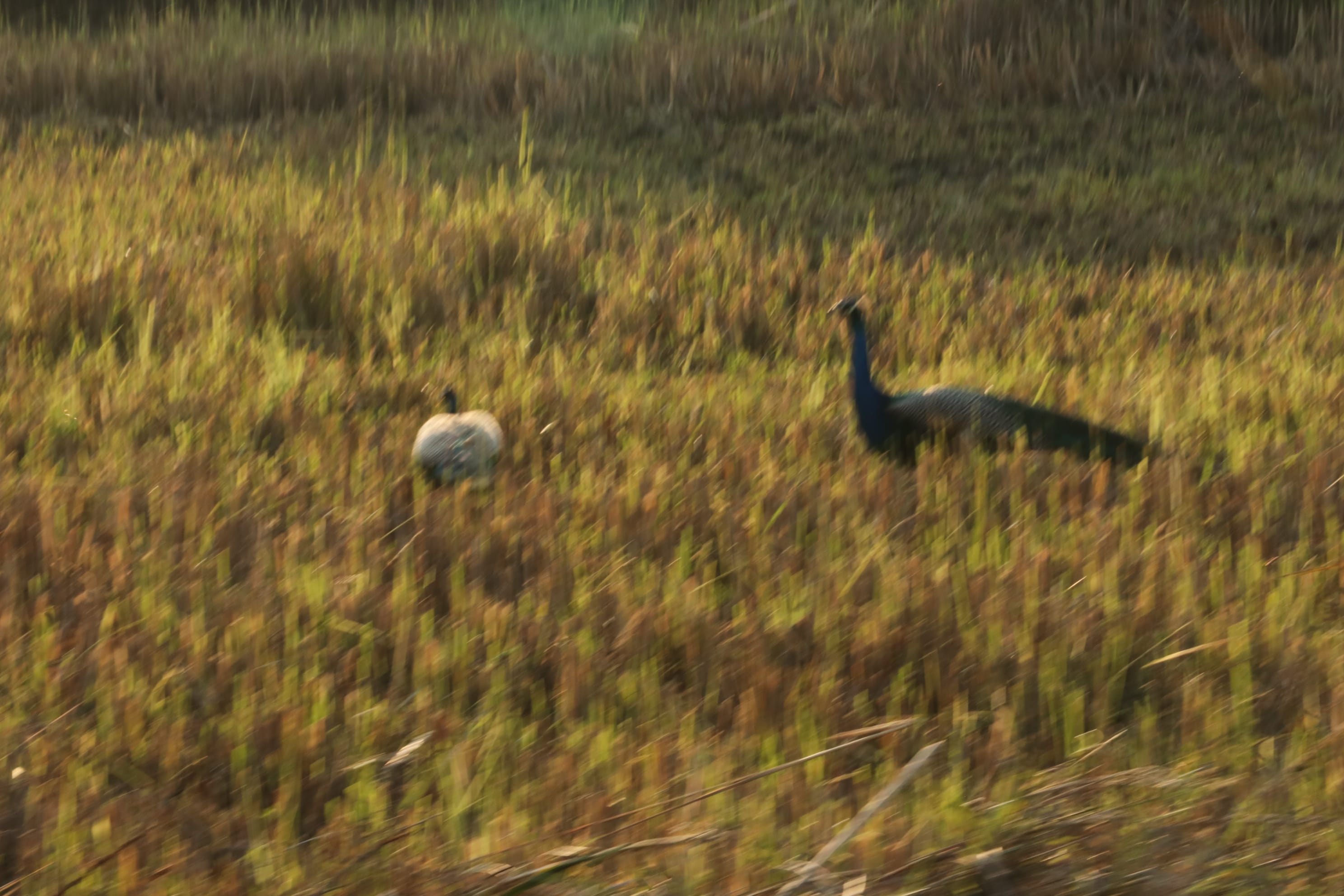 Pilibhit Tiger Reserve Wildlife Sanctuary Photo 17