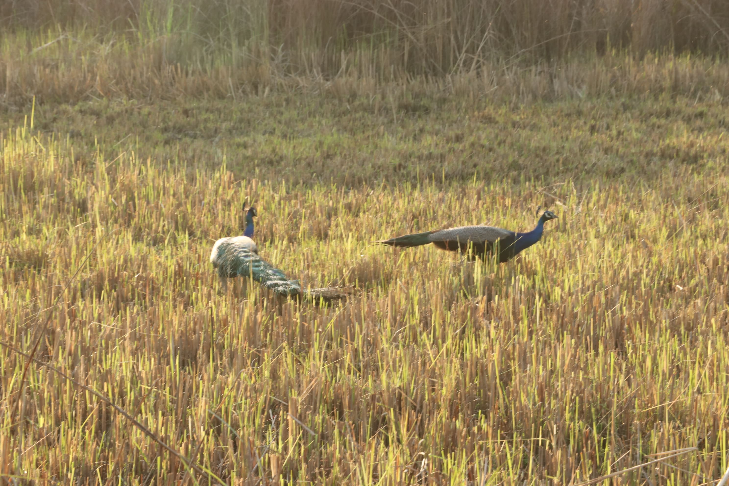 Pilibhit Tiger Reserve Wildlife Sanctuary Photo 18