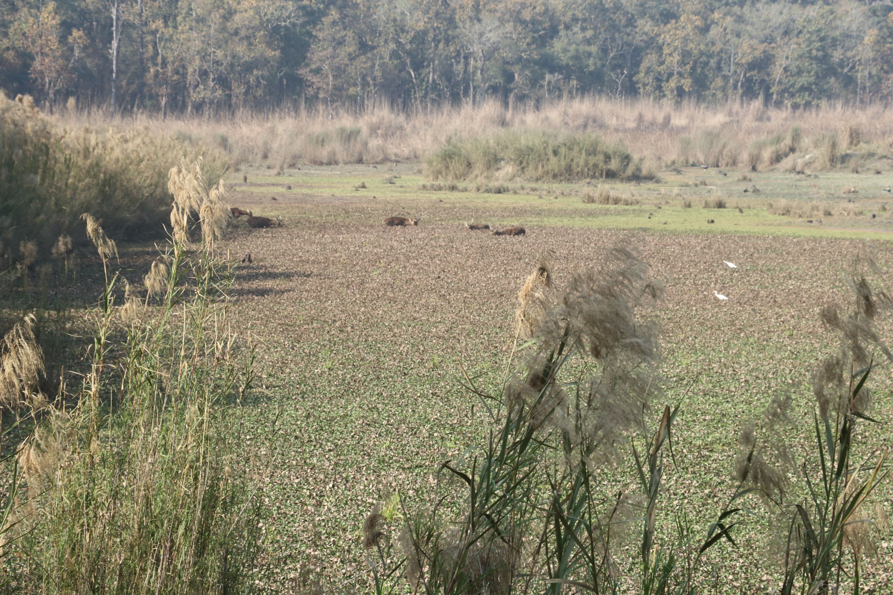 Pilibhit Tiger Reserve Wildlife Sanctuary Photo 27