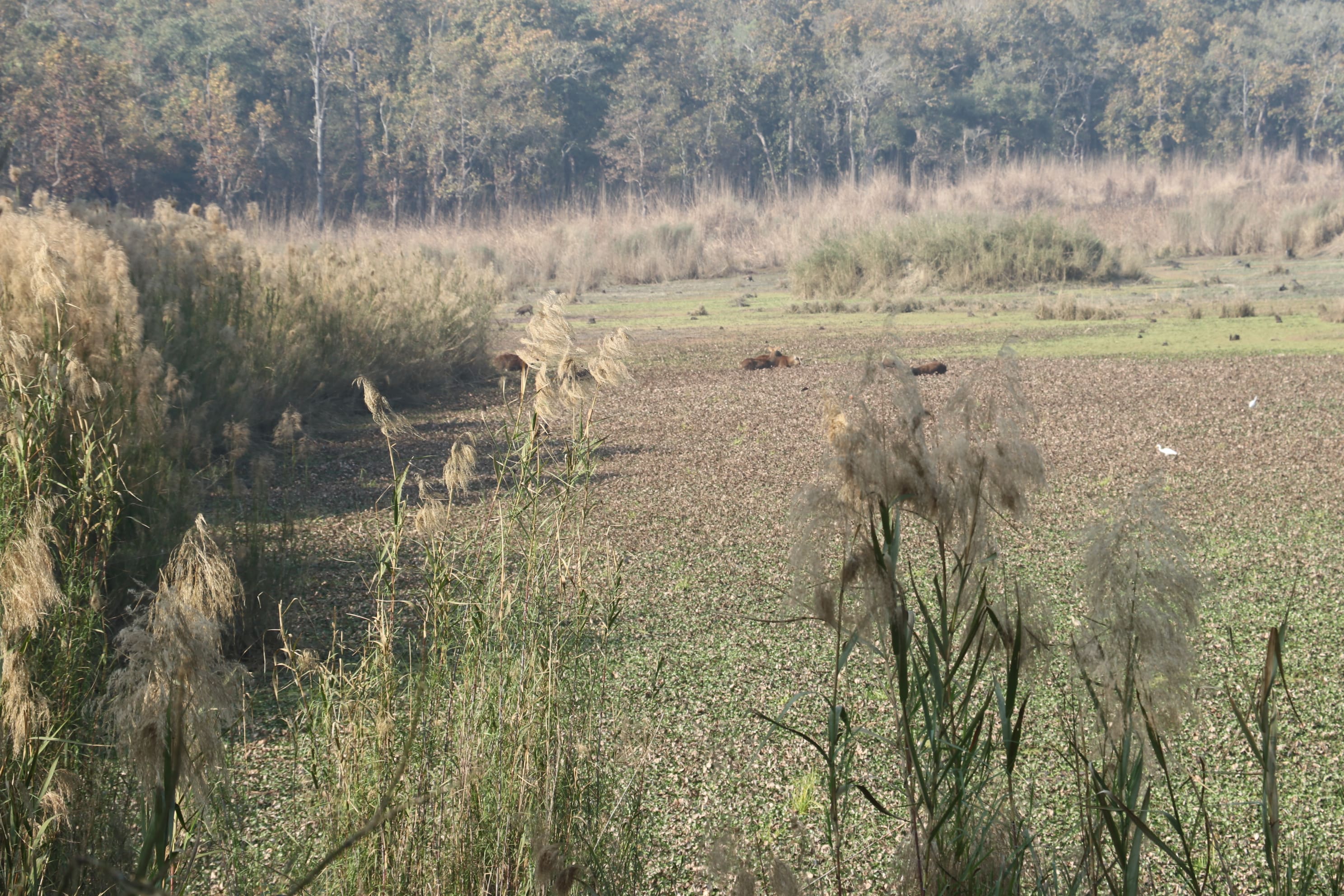 Pilibhit Tiger Reserve Wildlife Sanctuary Photo 28