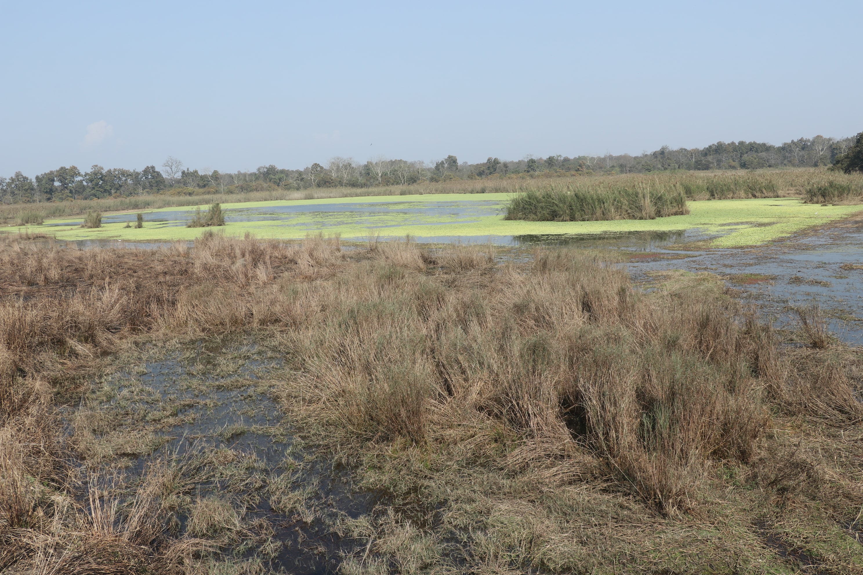 Pilibhit Tiger Reserve Wildlife Sanctuary Photo 7