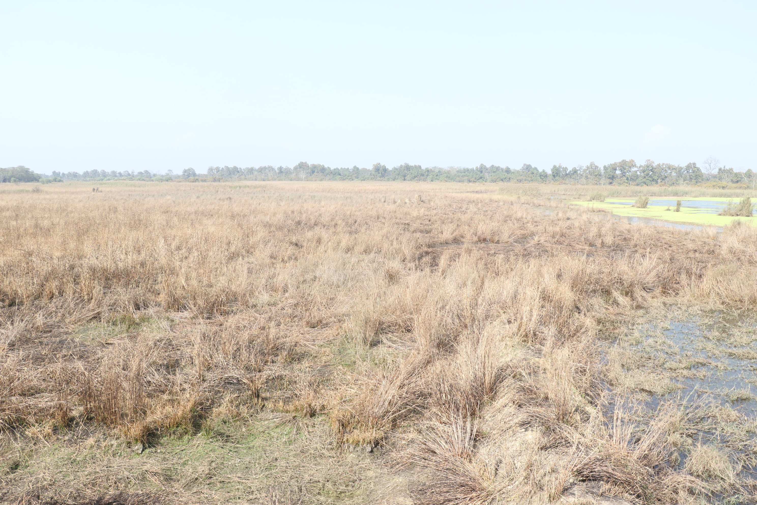 Pilibhit Tiger Reserve Wildlife Sanctuary Photo 9