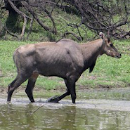 blue bull dudhwa national park