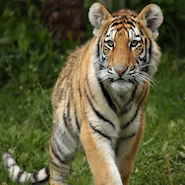 dudhwa national park tiger in jungle