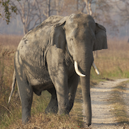 elephant in dudhwa national park