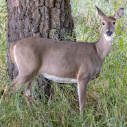 hog deer in dudhwa national park