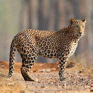 leopard in dudhwa national park