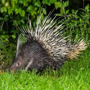 porcupine in dudhwa national park
