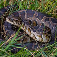 python in dudhwa national park