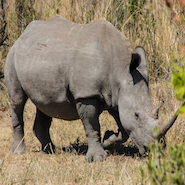 rhinoceros in dudhwa national park