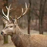 sambar deer in dudhwa national park india