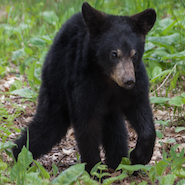 sloth bear in dudhwa national park