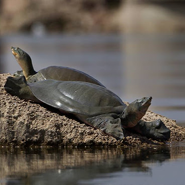 turtles in dudhwa national park