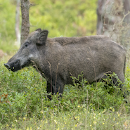 wild boar in dudhwa national park