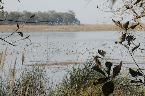 jhadi taal kishanpur sanctuary dudhwa