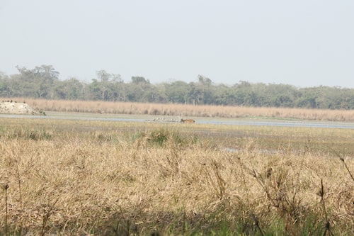 jhadi taal kishanpur sanctuary dudhwa
