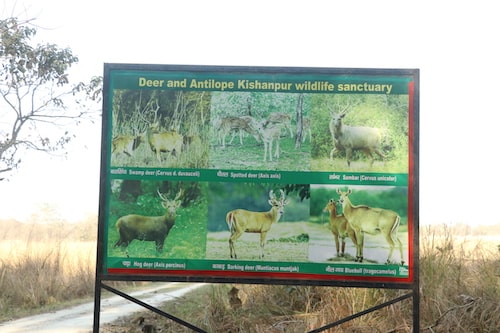 jhadi taal kishanpur sanctuary dudhwa