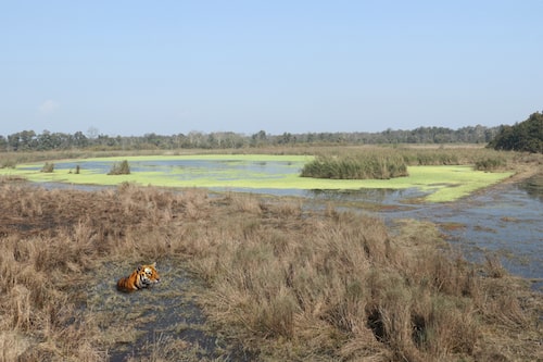 jhand taal pilibhit tiger reserve