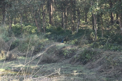 jhand taal pilibhit tiger reserve