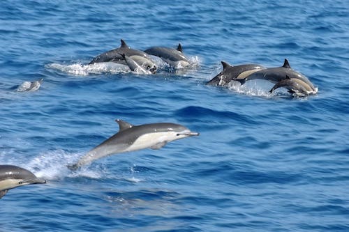 dolphin in katarniaghat