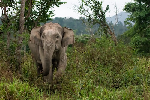 katarniaghat dudhwa tiger reserve