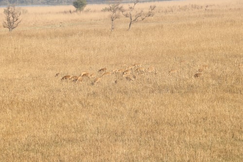 kishanpur tiger reserve