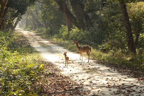 kishanpur tiger reserve