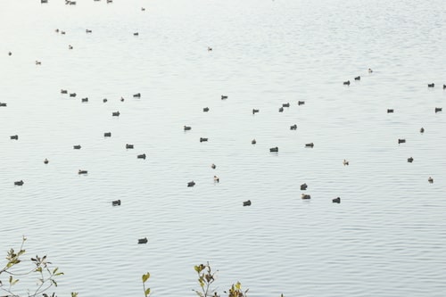 kishanpur tiger reserve