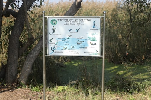 swamp deer lake (barasingha taal pilibhit tiger reserve)