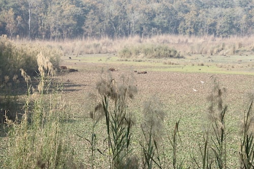 swamp deer lake (barasingha taal pilibhit tiger reserve)