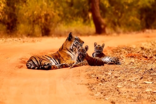Tiger Sighting In Katarniaghat Sanctuary Dudhwa