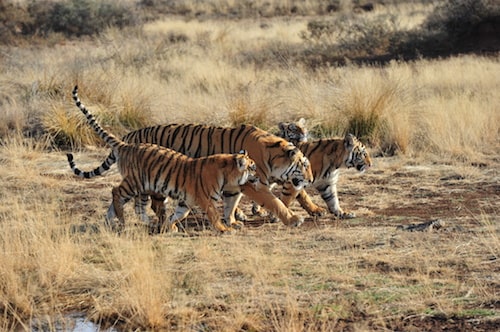 Tiger Spotting In Dudhwa National Park