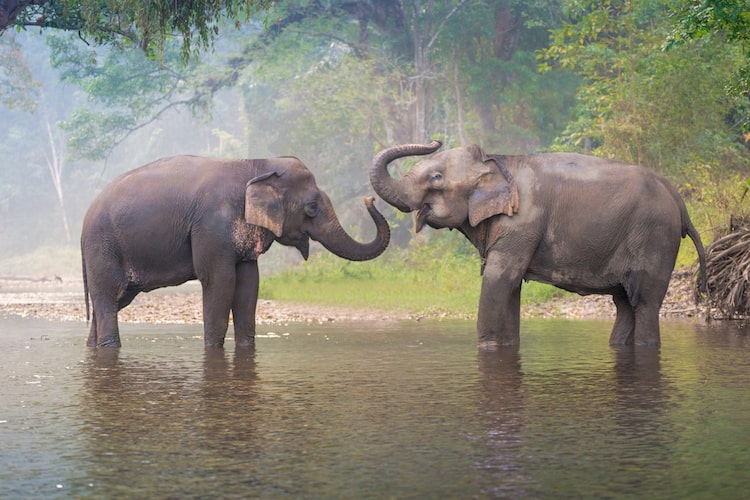dudhwa wildlife exploration tour 3 night 4 days 4 jeep safari