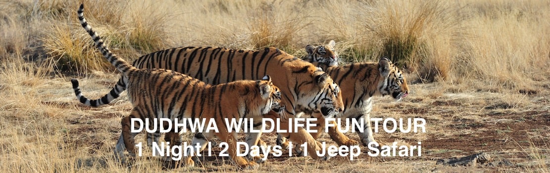 dudhwa national park holiday tour packages