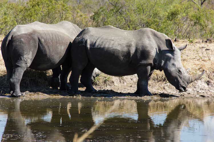 dudhwa wildlife holiday tour 2 night 3 days 2 jeep safari
