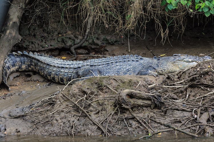 katarniaghat wildlife fun tour 1 night 2 days 1 jeep safari